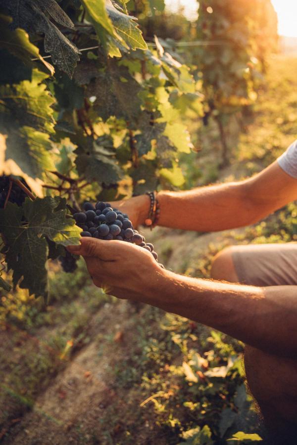 Babo Agriturismo Conviviale Castagnole delle Lanze المظهر الخارجي الصورة