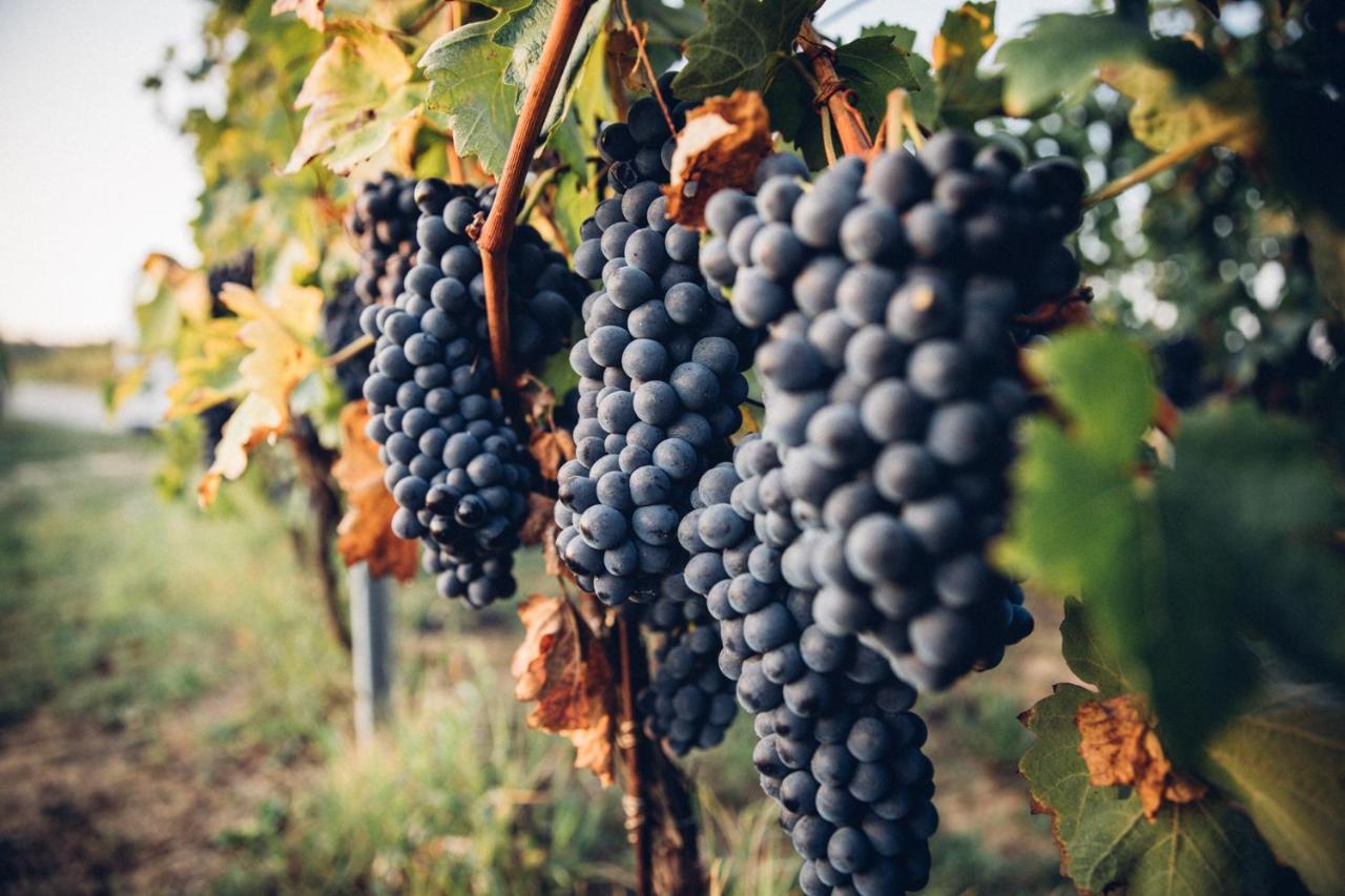 Babo Agriturismo Conviviale Castagnole delle Lanze المظهر الخارجي الصورة